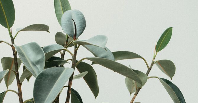 Naturopathic Medicine